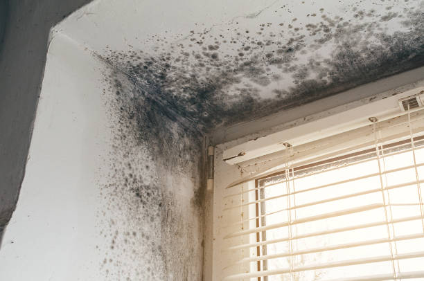 Affordable Mold Cleanup solutions in Spencerville, MD